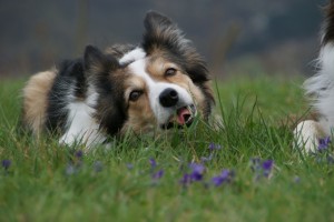 Hazel und die ersten Blümchen