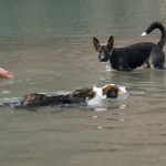 Hazel schwimmt Lucky was vor!