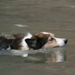 Ich schwimm schon mal los