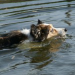 Hazel beim Schwimmen