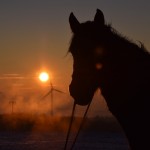 Dickes Pony - Sonnenuntergang_19
