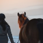 Dickes Pony - Sonnenuntergang_36