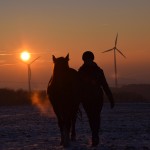 Dickes Pony - Sonnenuntergang_37